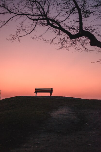 Vertical shot of an empty bench under a leafless tree during sunset