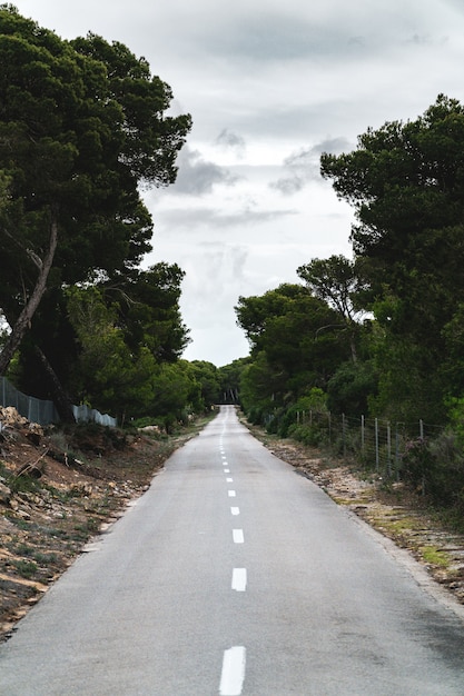 Vertical shot of an endless road in the middle of a forest