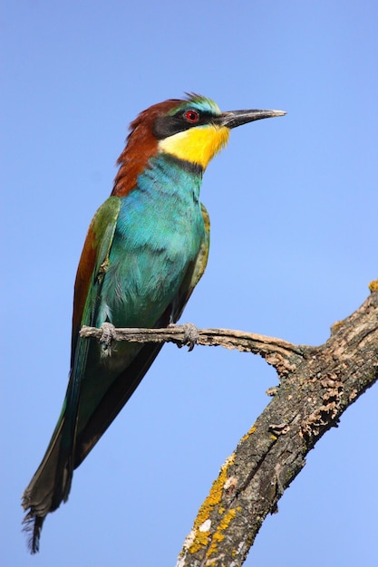 Vertical shot of a European bee-eater on a tree branch under the sunlight