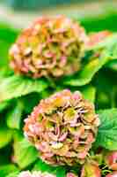 Free photo vertical shot of exotic flowers in a forest