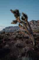 Free photo vertical shot of an exotic tree growing in the hills