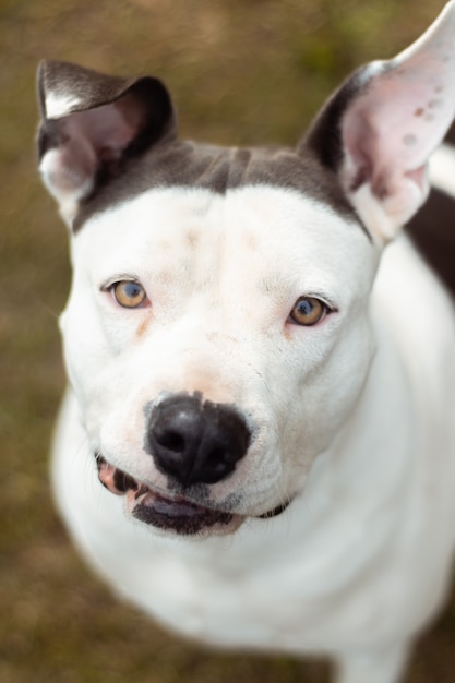 Vertical shot of the face of a Dogo Argentino with black and white patterns