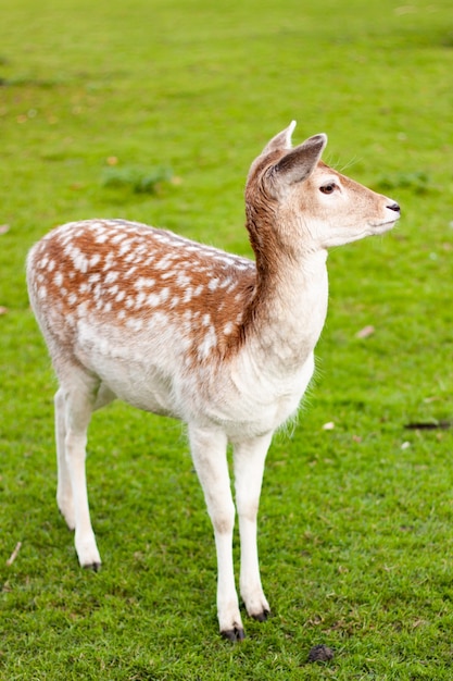 Free photo vertical shot of fallow deer doe standing on a meadow with a green grass