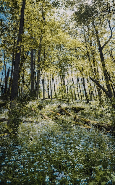 나무의 숲에서 녹색 잎 푸른 꽃의 필드의 세로 샷