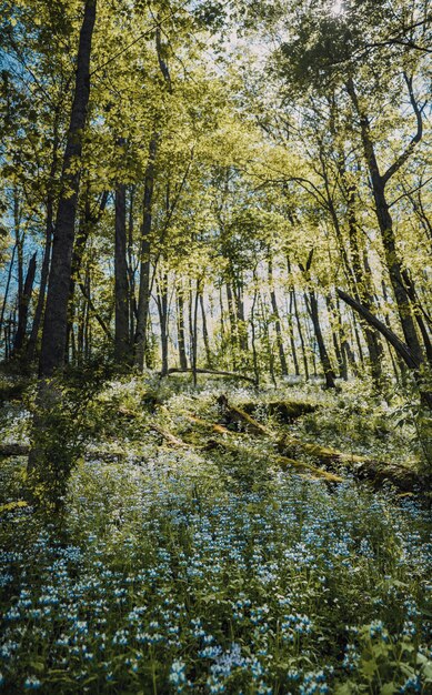 Vertical shot of a field of blue flowers with green leaves in the forest of trees