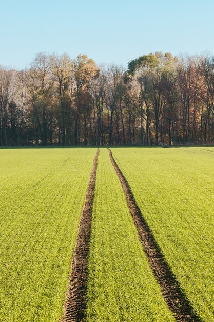 Vertical shot of a field leading to a forest in the daytime