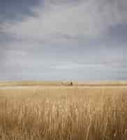 Free photo vertical shot of a field of reedbeds behind snape maltings in suffolk, uk