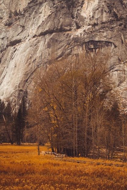 Vertical Shot of a Field with Dry Trees and a Huge Rock â Free Download