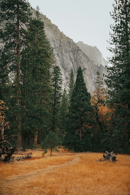 Vertical shot of a field with tall trees and a rocky mountain