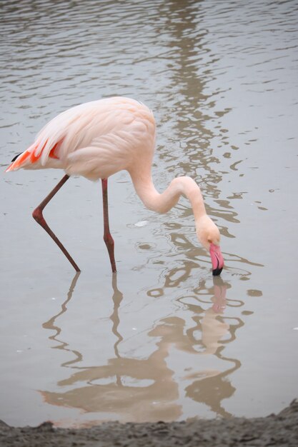 Vertical shot of a flamingo drinking water