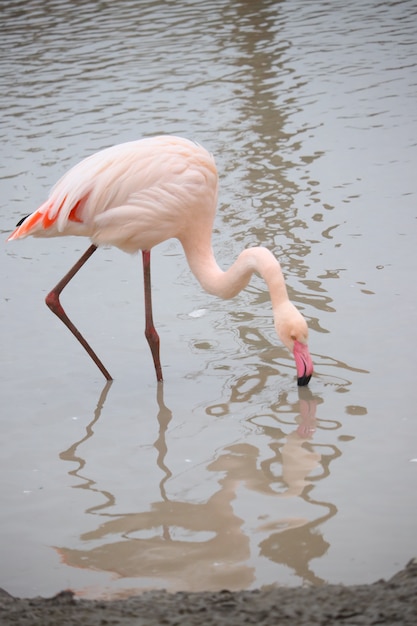 Vertical shot of a flamingo drinking water