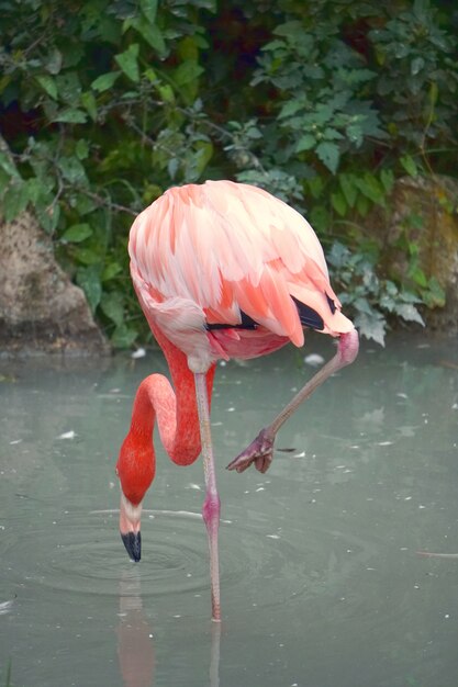 Вертикальный снимок фламинго, ищущего еду на воде