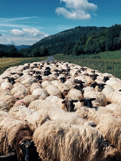 Vertical shot of a flock of sheep in the middle of the road surrounded by green nature