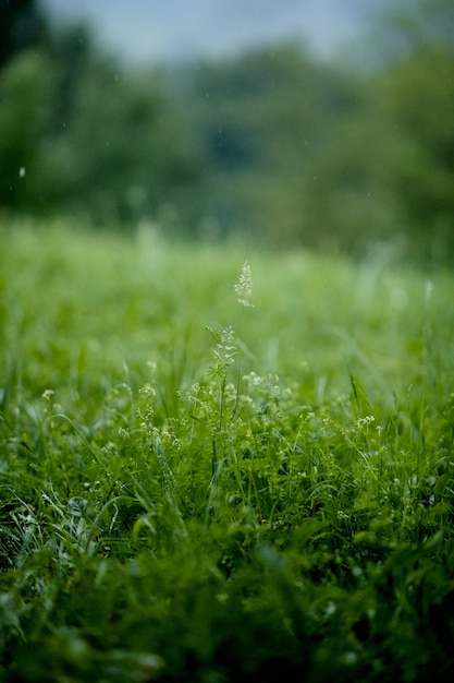 Vertical shot of flowers on green grass