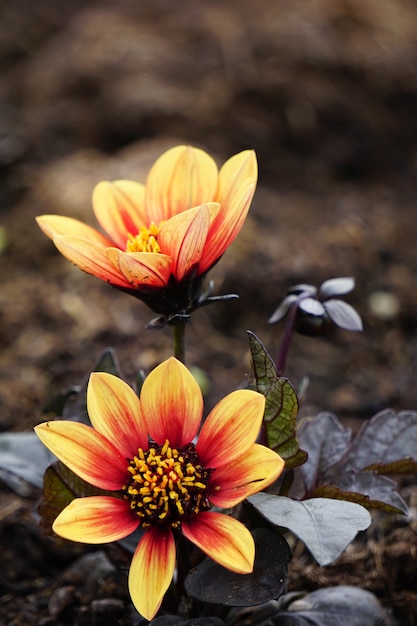 免费图片垂直拍摄红色和黄色花瓣的花朵