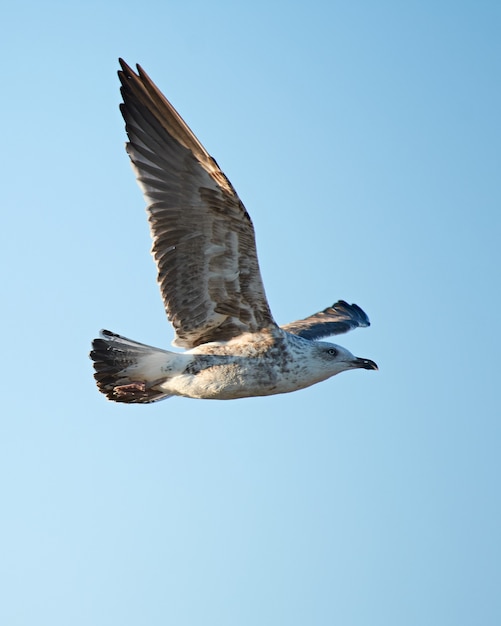 Vertical shot of a flying seagull
