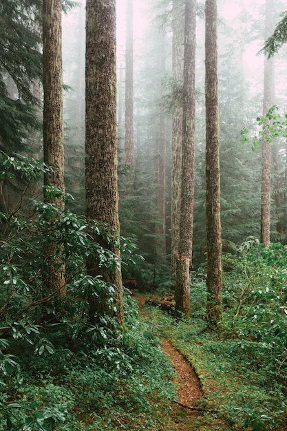 Вертикальный снимок пешеходной дорожки с деревьями и растениями в лесу