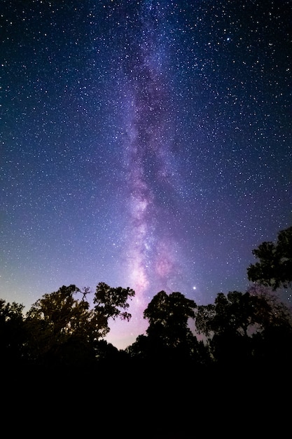 아름다운 별이 빛나는 밤하늘 아래 숲의 세로 샷-월페이퍼에 적합