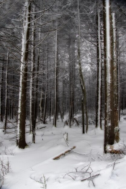 Вертикальный снимок леса, покрытого снегом зимой