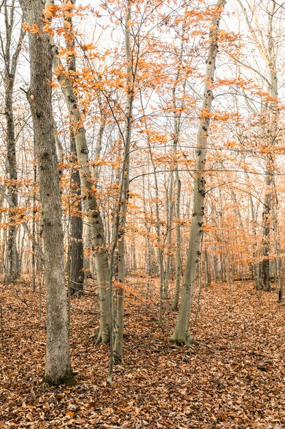 Вертикальный снимок леса, покрытого деревьями и засохшими листьями осенью