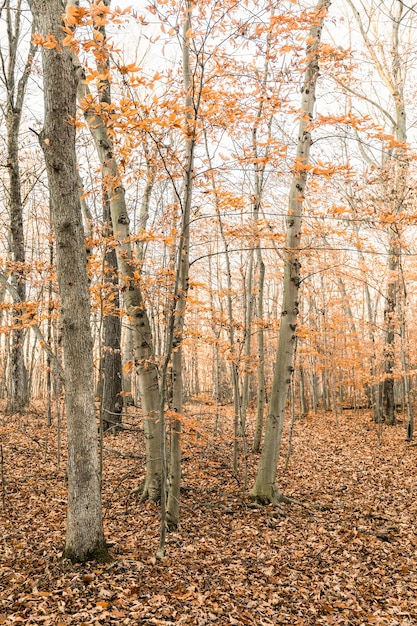 Vertical shot of a forest covered in trees and dried leaves in autumn