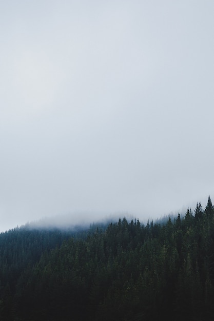 Vertical shot of a forest in a foggy day