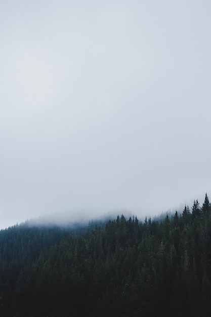 霧の日の森の垂直ショット