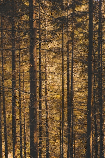 Free photo vertical shot of a forest full of beautiful tall trees