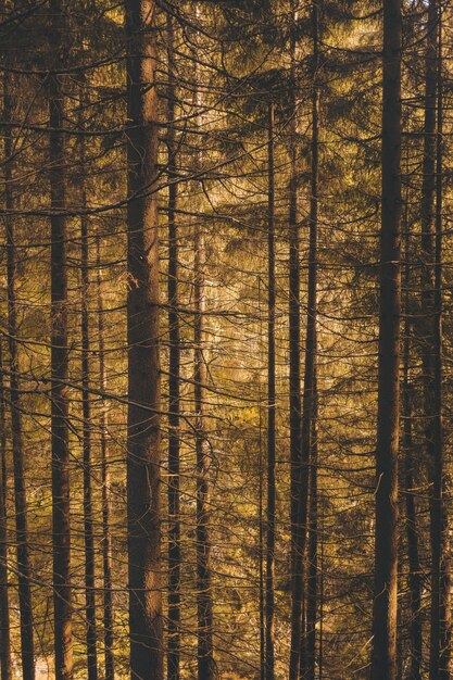 Vertical shot of a forest full of beautiful tall trees