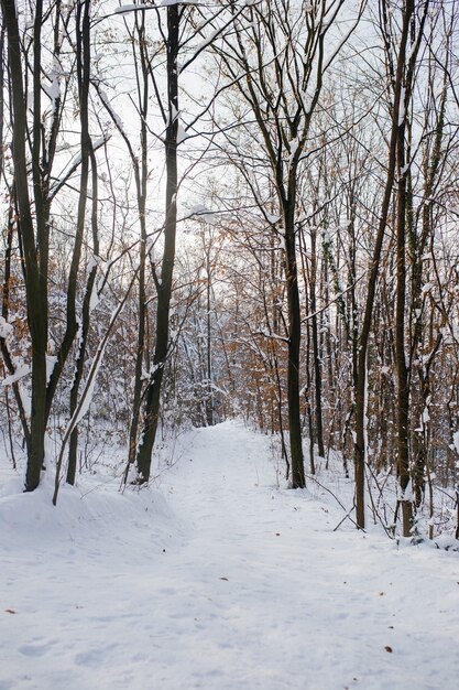 Вертикальный снимок леса на горе, покрытой снегом зимой