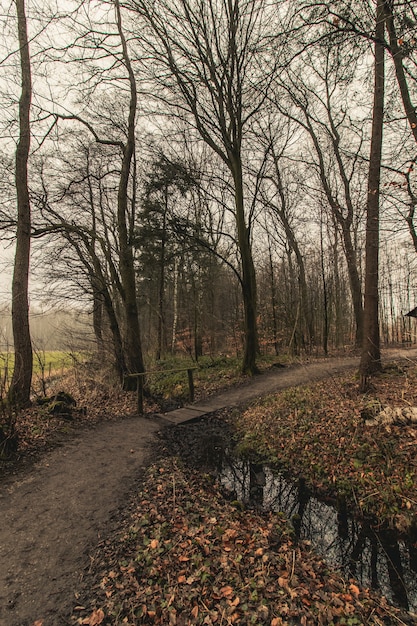 Vertical shot of a forest pathway in a gloomy sky