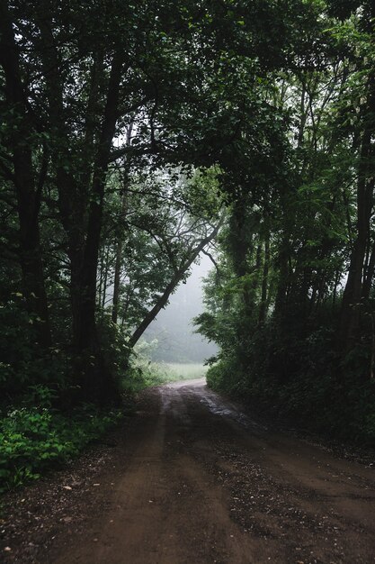Vertical shot of a forest road during a foggy weather