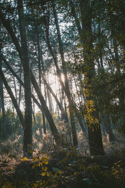 Vertical shot of a forest with green trees