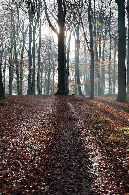 Vertical shot of a forest with leafless trees and the sun shining through the branches