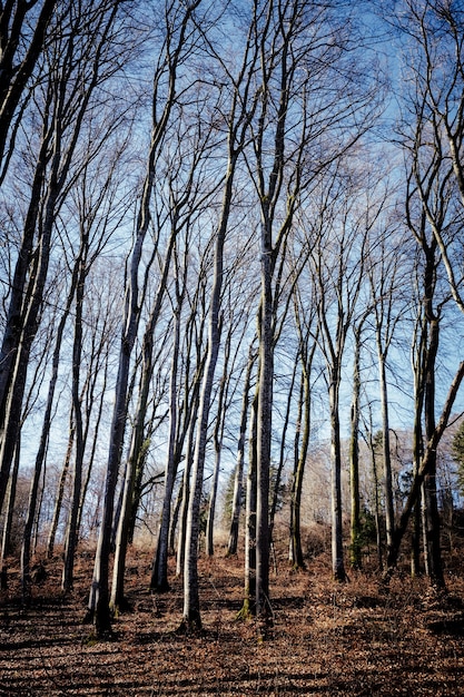 Foto gratuita colpo verticale di una foresta con molti alberi spogli