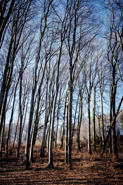 Vertical shot of a forest with a lot of leafless trees