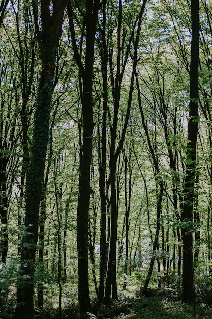 Vertical shot of a forest with tall trees and plants