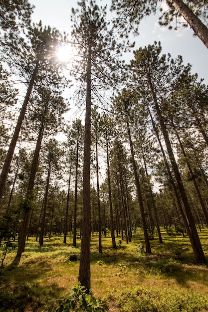 Vertical shot of a forest with tall trees and a sun shining through the branches