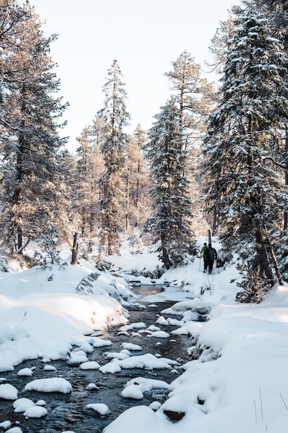 Vertical shot of a forest with tall trees in winter