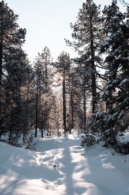 Vertical shot of a forest with tall trees in winter