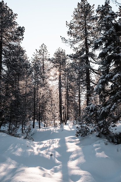 冬の背の高い木と森の垂直ショット