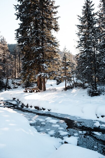 Vertical shot of a forest with tall trees in winter