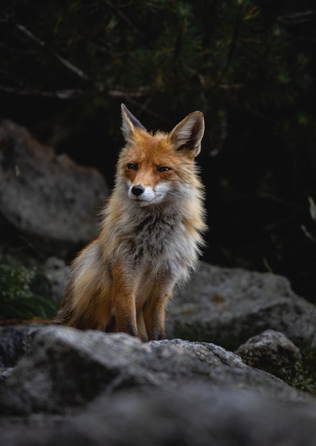 Free photo vertical shot of a fox walking over rocks in a forest