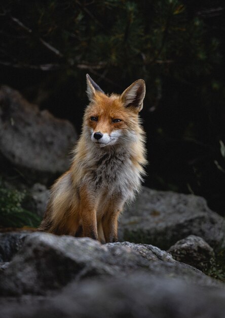 Vertical shot of a fox walking over rocks in a forest