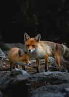 Free photo vertical shot of foxes wandering around rocks in a forest