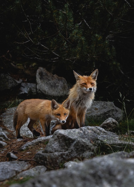 Vertical shot of foxes wandering around rocks in a forest
