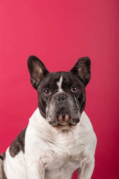 Vertical shot of a French bulldog on red looking at the camera