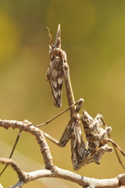 Vertical shot of a French praying mantis