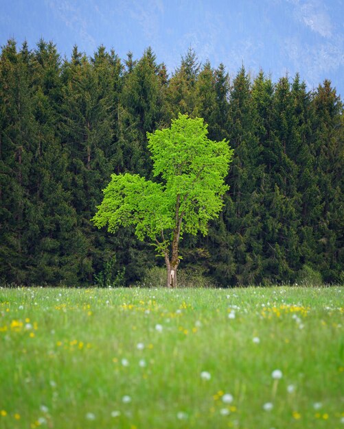 Vertical shot of a fresh green tree in front of a forest and a meadow in foreground