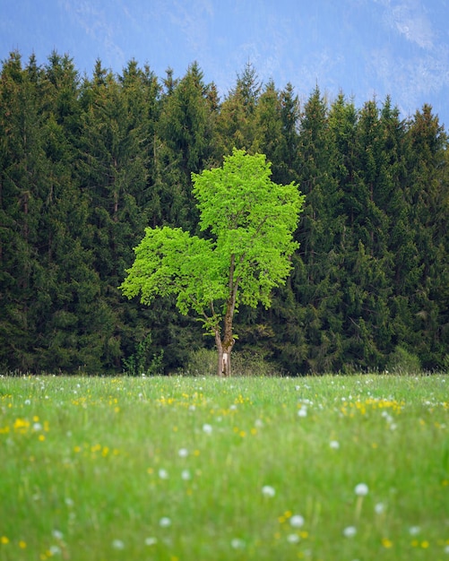 Вертикальный снимок свежего зеленого дерева перед лесом и лугом на переднем плане